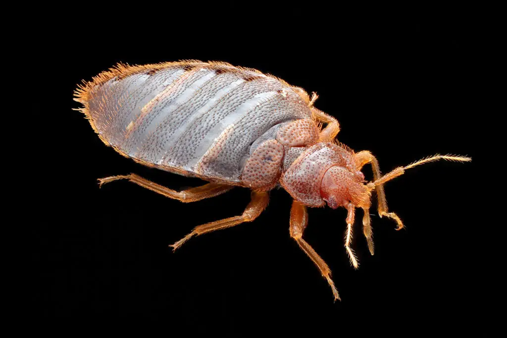 Bed Bugs Pest Control Dubai